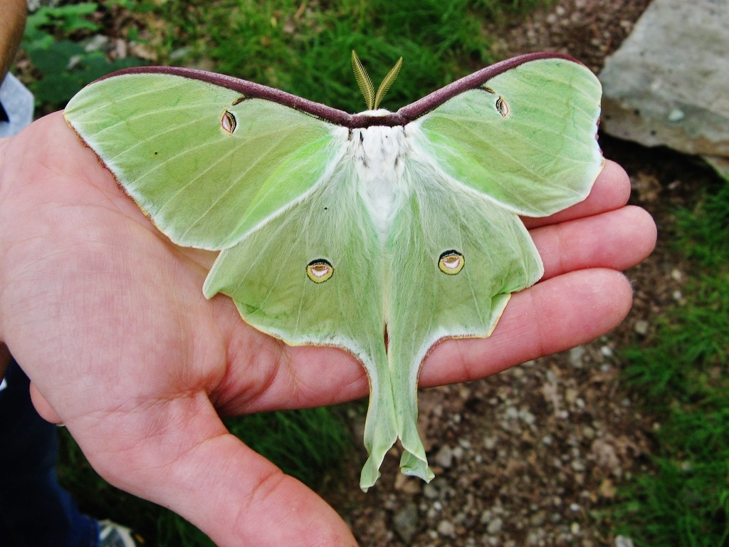 luna-moths-ampers